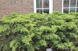 Juniperus chinensis 'Gold Lace' — photo 4